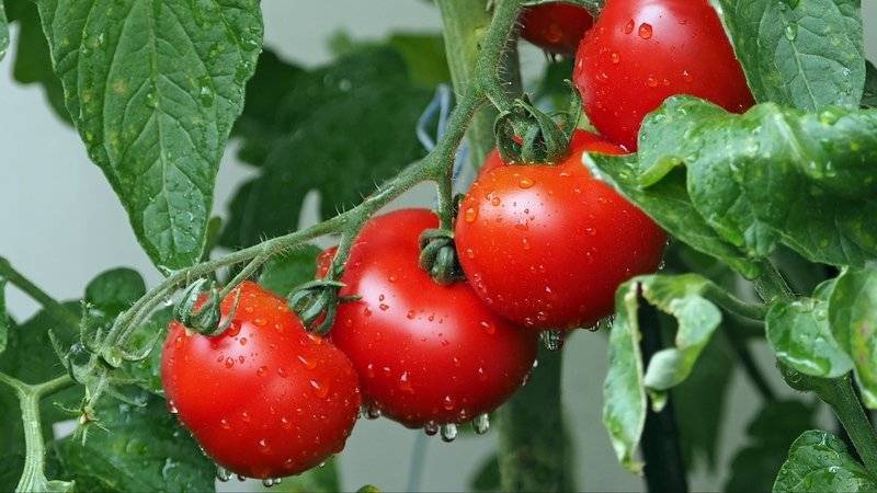 Выращивание томатов в теплице из поликарбоната: посадка и уход