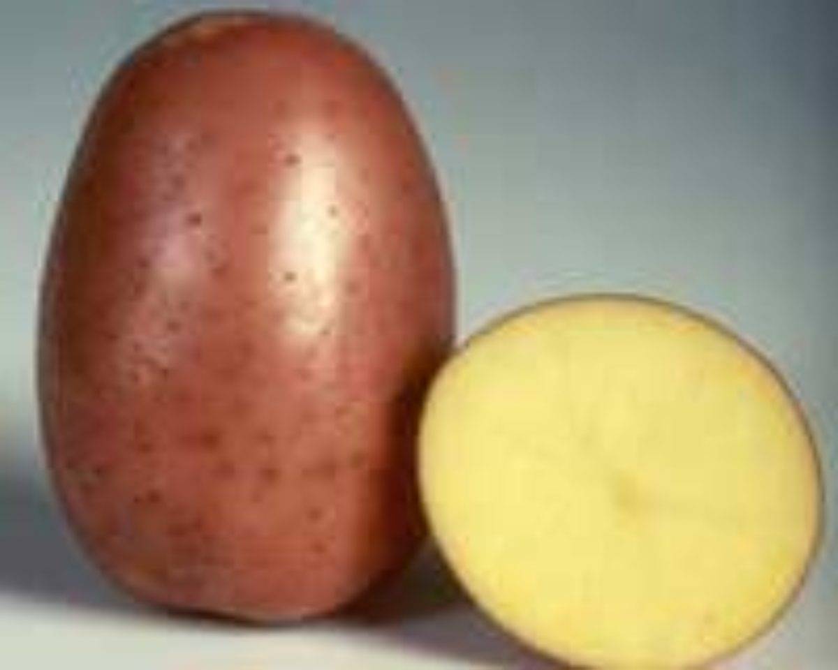 Картошка сорт белла роса характеристика