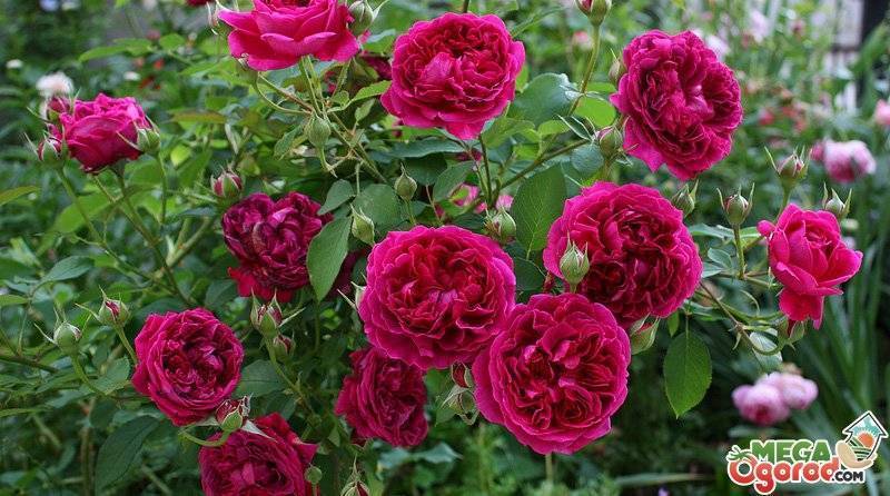 Кустовая пионовидная роза: что это за сорта цветка, как выглядят и называются