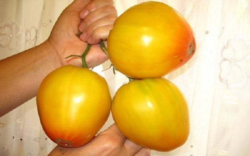 Томат "орлиный клюв": описание и характеристики сорта, рекомендации по выращиванию и фото плодов-помидоров русский фермер