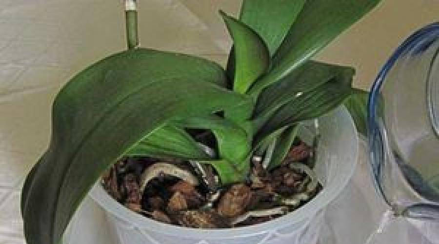 Как поливать орхидею в домашних условиях: особенности и способы полива