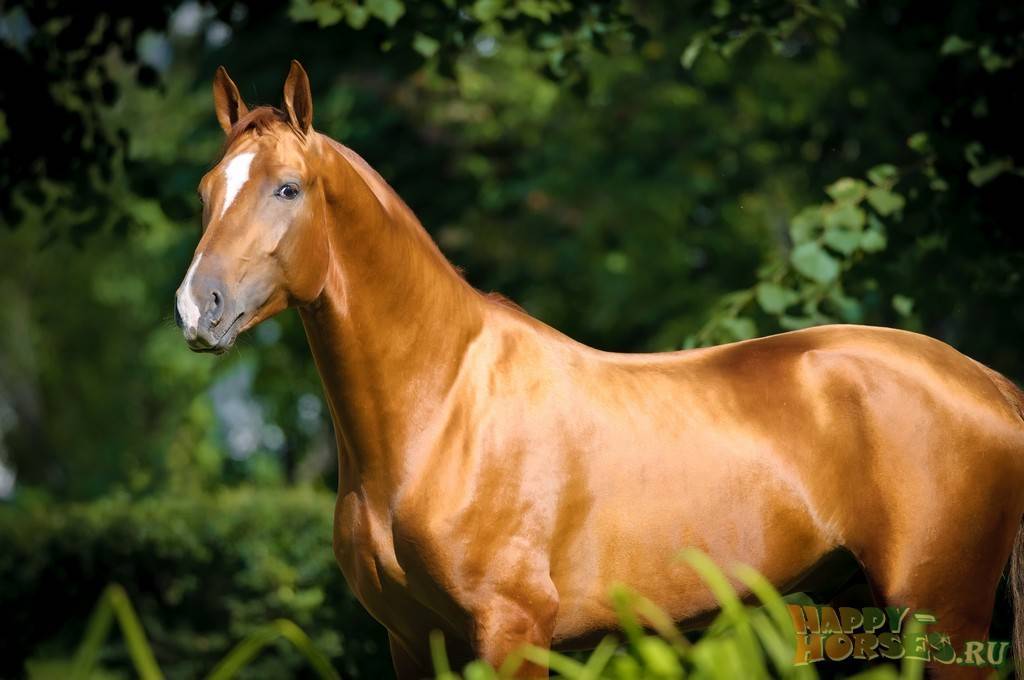 Красивые лошади (50 фото): список самых необычных пород коней в мире. очень редкие масти
