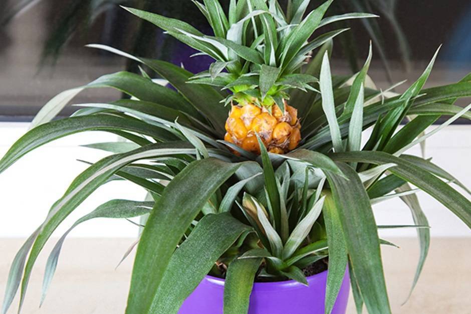 Выращивание ананаса дома: как посадить ананас из верхушки в горшок