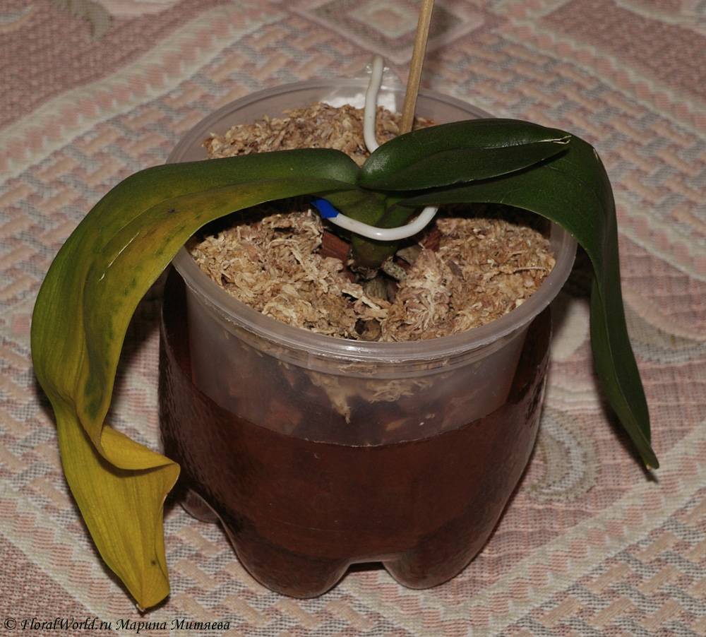 Как реанимировать орхидею в домашних условиях?