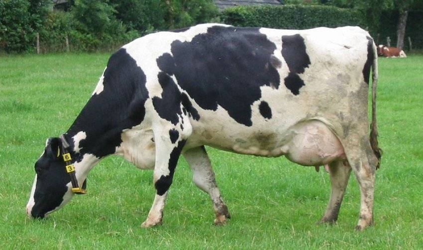Корова | содержание коровы | кормление коровы и разведение коровы