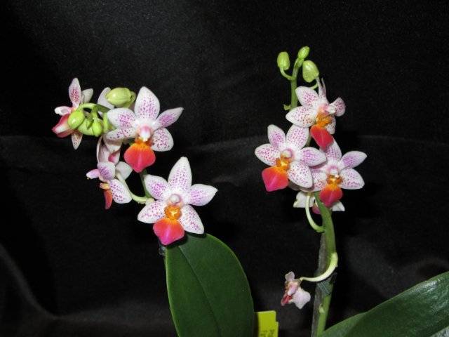 Орхидея цимбидиум: фото и описание сорта, его виды и названия (в том числе зеленая и черная), а также отзывы цветоводов и картинка букета с cymbidium