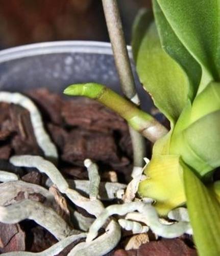 Детка орхидеи на цветоносе: можно ли и как вырастить, что для этого делать, чтобы потомство дало корни и как отделить от матери, если они появились, а также фото selo.guru — интернет портал о сельском хозяйстве