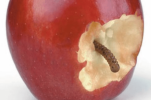 Меры борьбы с яблоневой плодожоркой