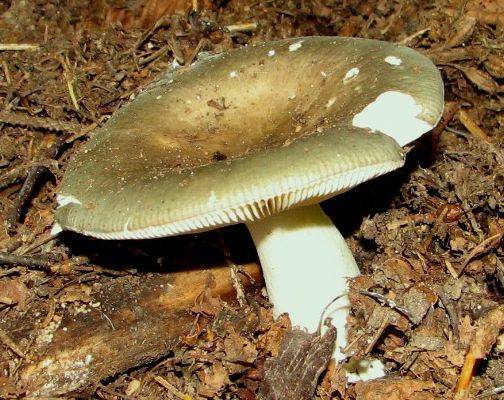 Сыроежка зеленая – съедобный гриб, фото сыроежки