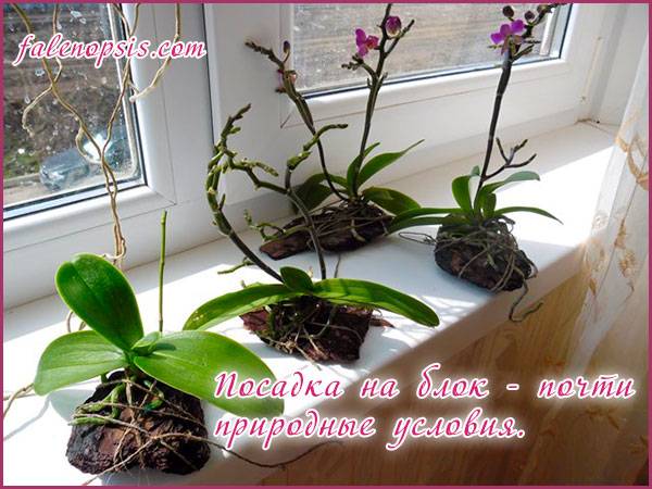 Грунт для орхидей керамзит: плюсы и минусы