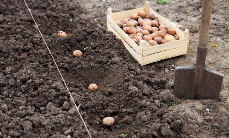 Удобрения для картофеля — какие лучше применять при посадке