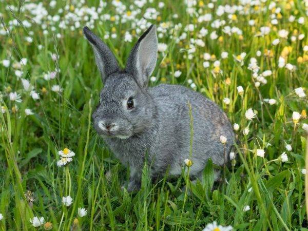 Шиншилловый кролик: описание и условия содержания