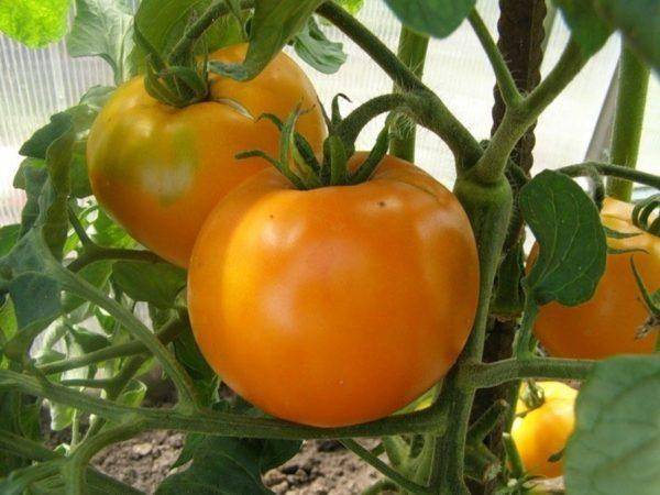 Томат оранж: характеристика и описание сорта, отзывы, фото, урожайность