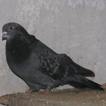 Кировоградские голуби: описание и характеристика породы