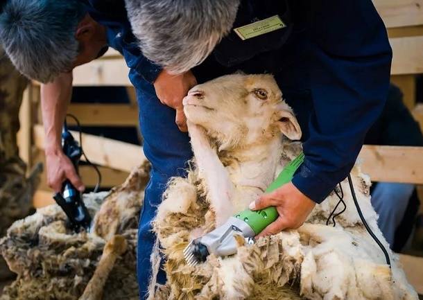 Использование специальной машинки для стрижек овец, основные преимущества и выбор качественной модели