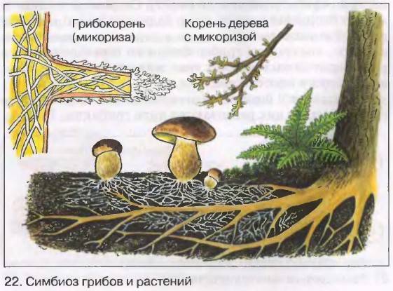 Афиллофороидные грибы. холобазидиомицеты, гименомицетиды