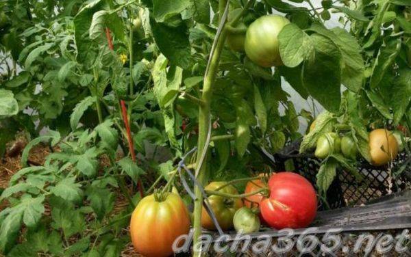 Бабушкин секрет – шикарный сорт помидоров сибирской селекции