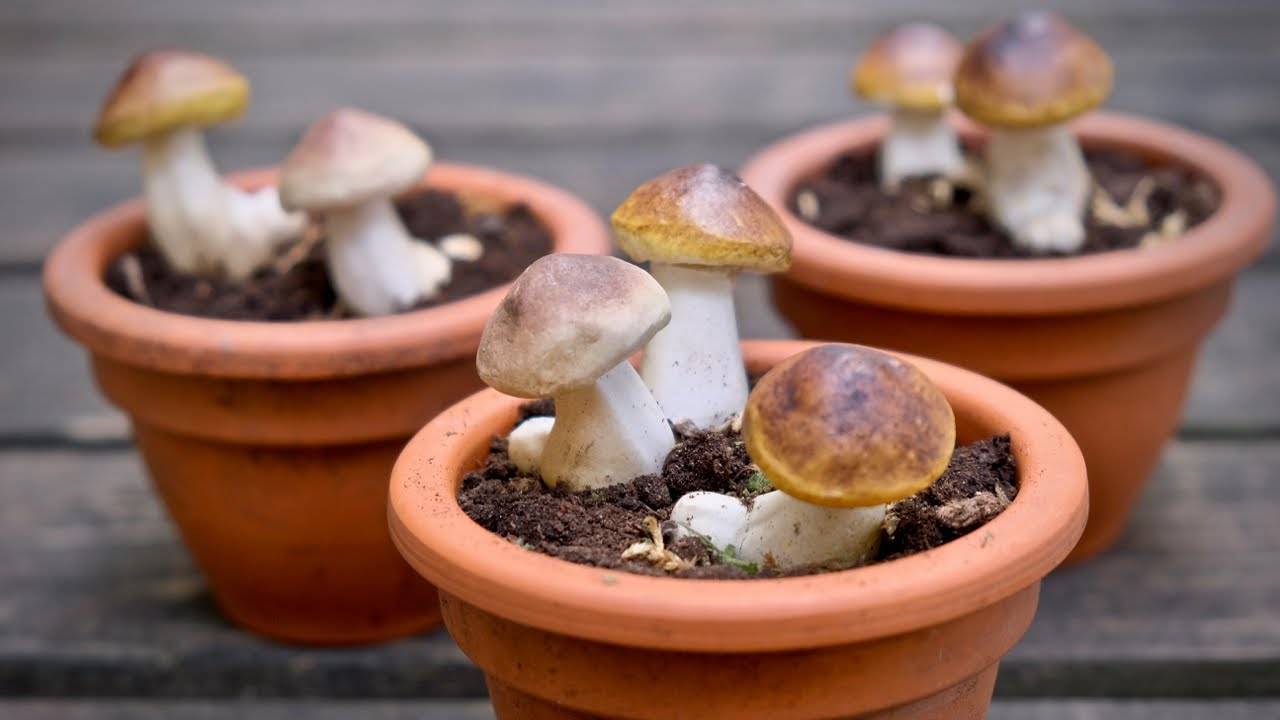 Выращивание белых грибов в домашних условиях на приусадебном участке: пошаговая инструкция