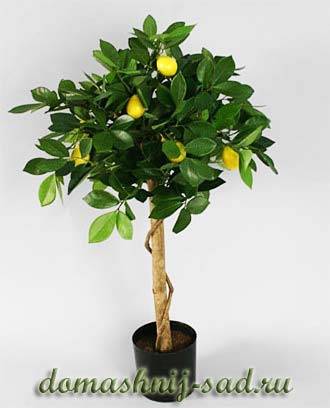 Лимонное дерево — как растет и цветет лимон - pocvetam.ru