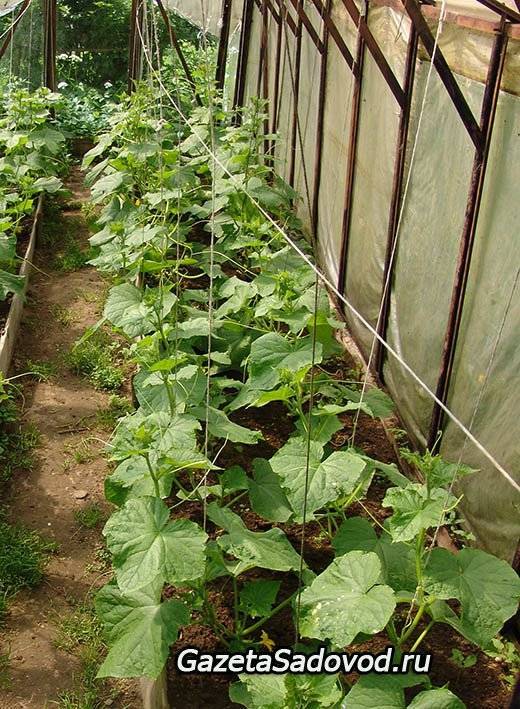 Тенелюбивые растения для огорода и теневыносливые овощи, фото и видео