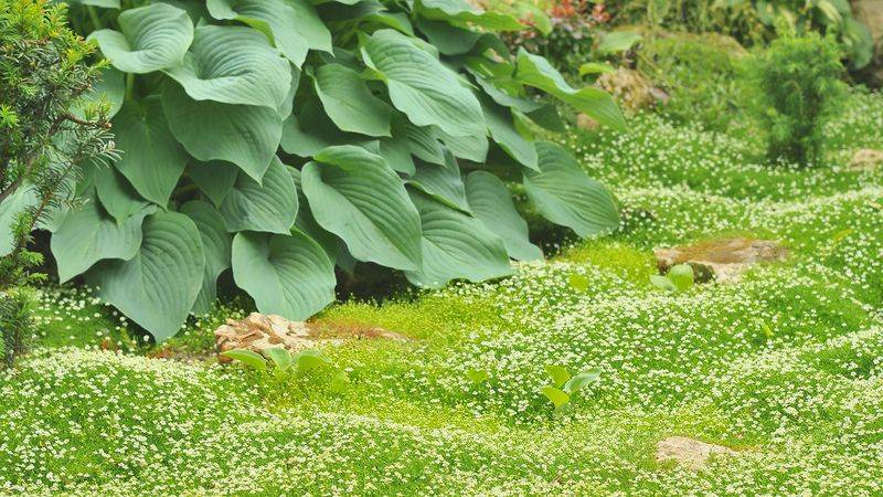 Мшанка шиловидная: основные правила ухода и выращивания растения в домашних условиях