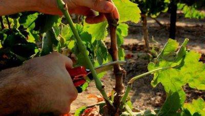 Как посадить виноград осенью черенками: инструкция + видео