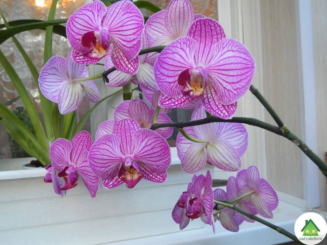 Пересадка орхидеи фаленопсис в домашних условиях: пошаговая инструкция