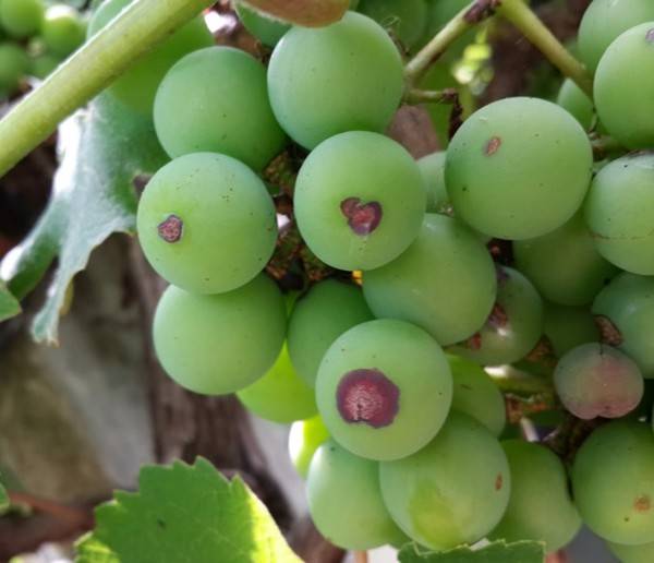Антракноз на винограде: фото и чем лечить, болезнь
