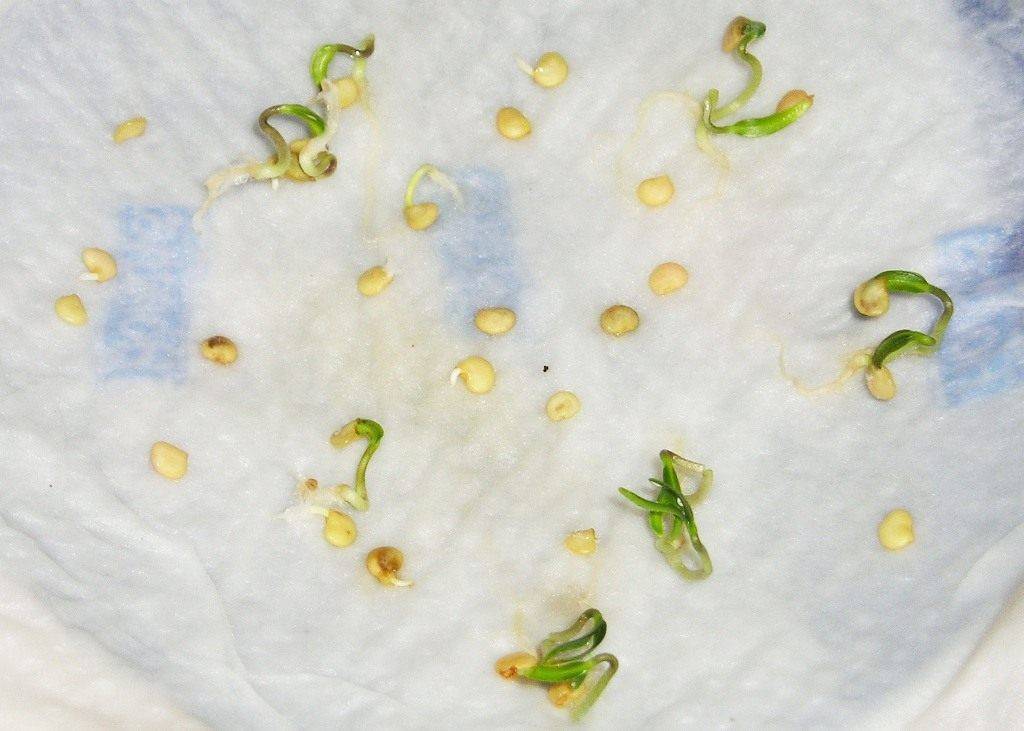 Как проверить семена перца на всхожесть - в домашних условиях, в соленой воде, способы