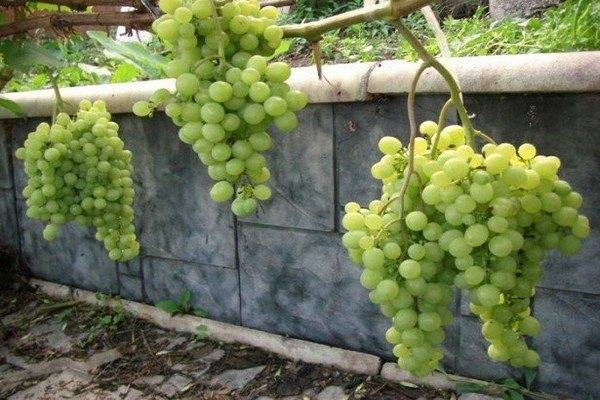 Читать книгу выращивание винограда в подмосковье и средней полосе россии виктора жвакина : онлайн чтение - страница 1