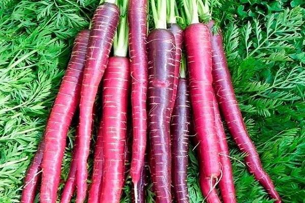 Что нужно знать о сортах моркови, ее классификации, пользе, посадке и хранении?