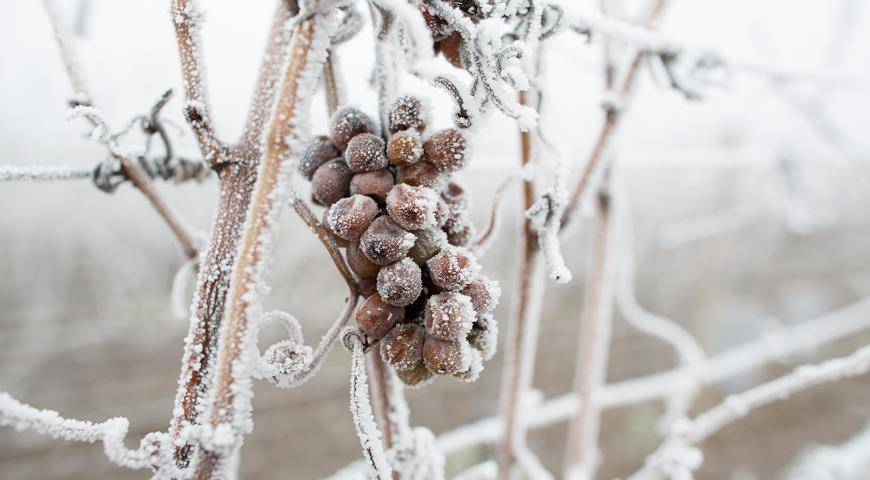 Виноград в сибири для начинающих: посадка и укрытие на зиму
