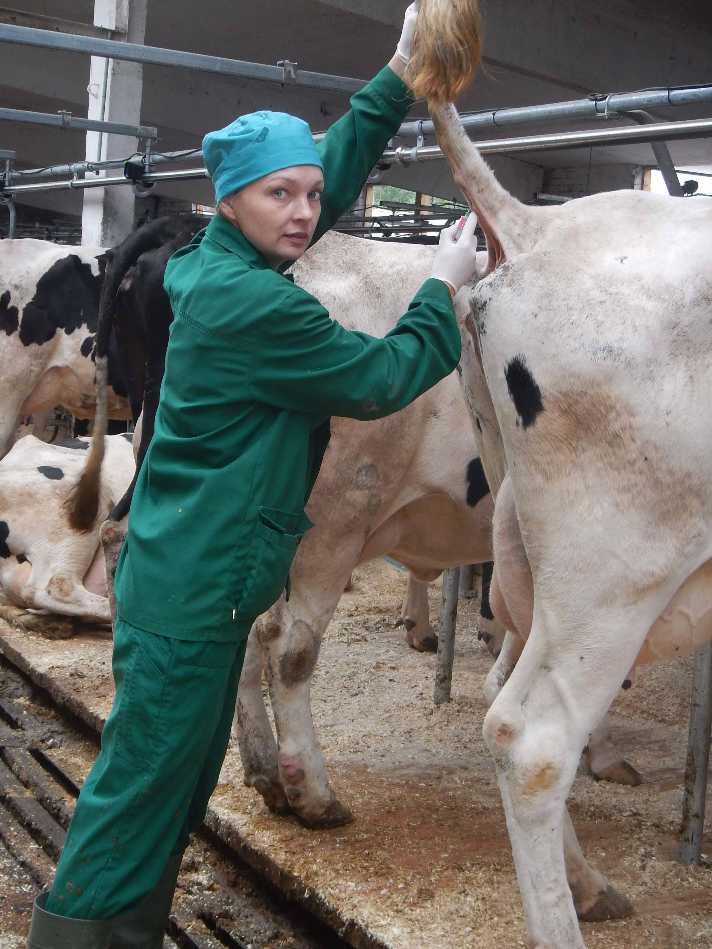 Лечение эндометрита у коров