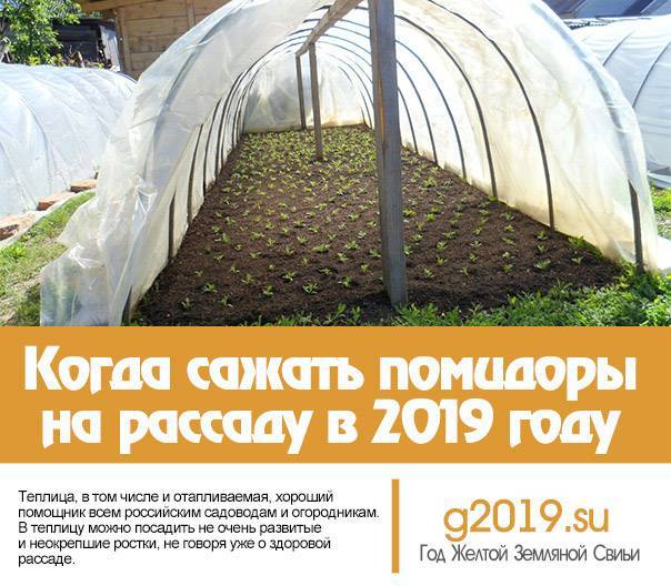 Когда сеять (сажать) помидоры на рассаду в 2021 году по лунному календарю?