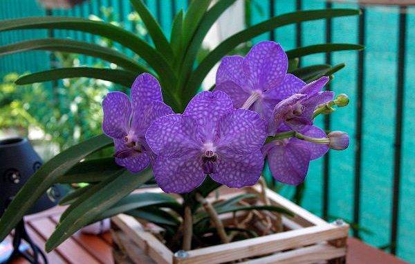 Семена орхидеи: как они выглядят на фото, отличия настоящих семечек от подделки, можно ли их посадить в питательную среду и выращивать цветок в домашних условиях?дача эксперт