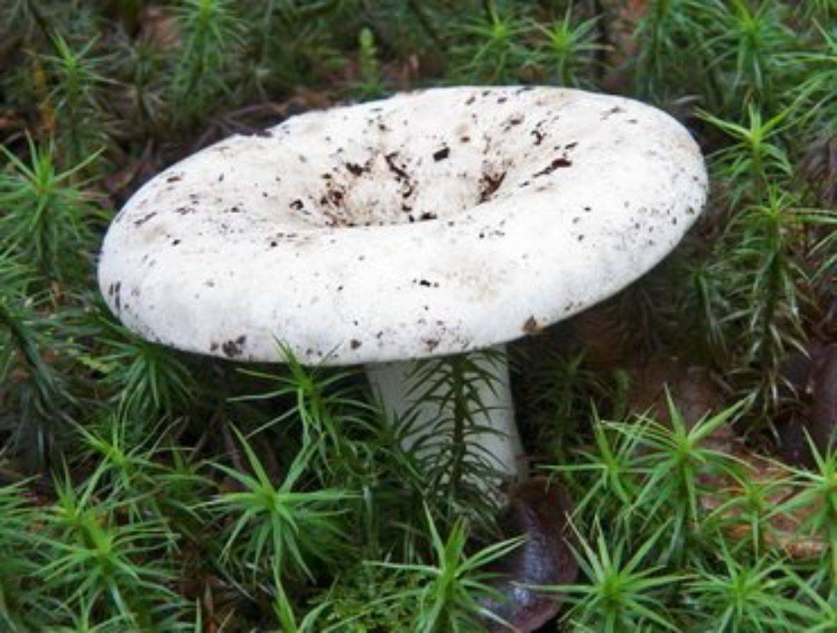Описание гриба сухой груздь