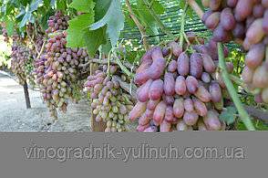 Виноград маникюр фингер: описание и характеристики сорта, выращивание и уход