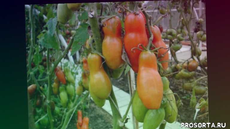 Помидор корнабель f1 описание сорта с фото, характеристика, урожайность отзывы кто сажал