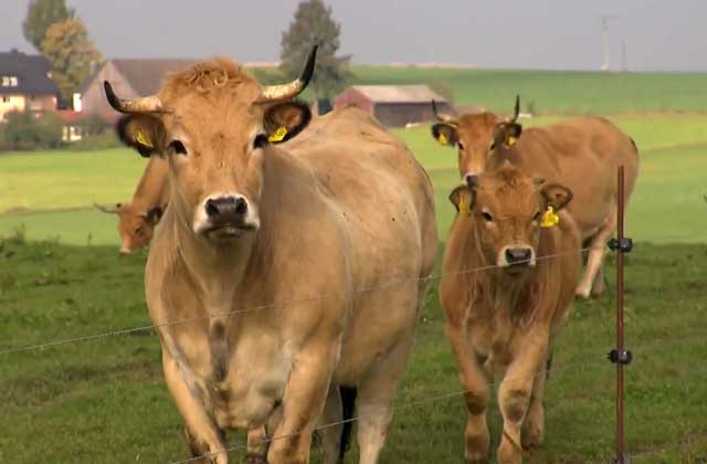 Вес коров в разном возрасте | coagro :: комман