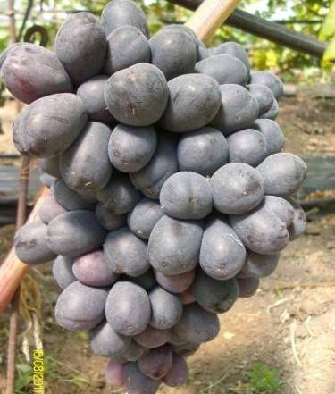 Подробное описание винограда сорта "фуршетный", фото и видео