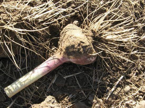 Выращивание и уход за чесноком в открытом грунте: яровой и озимый, правила посадки, полива и ухода