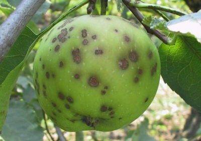 Когда и чем обрабатывают яблони от плодожорки - в рассаде