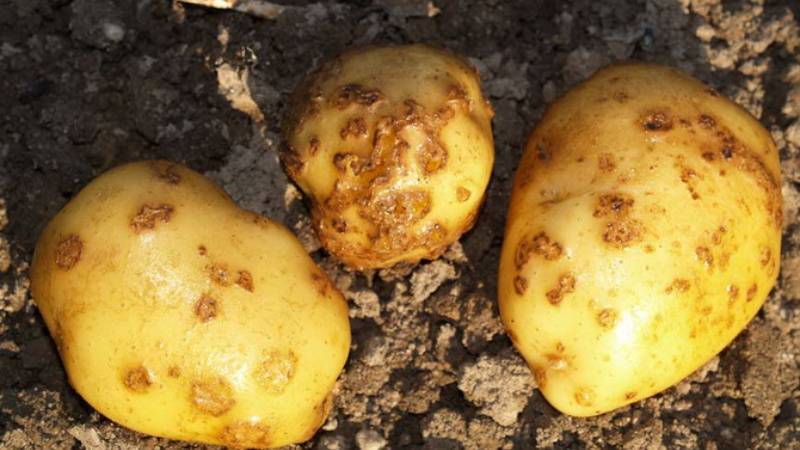 Меры борьбы с курчавостью картофеля, причины и лечение заболевания