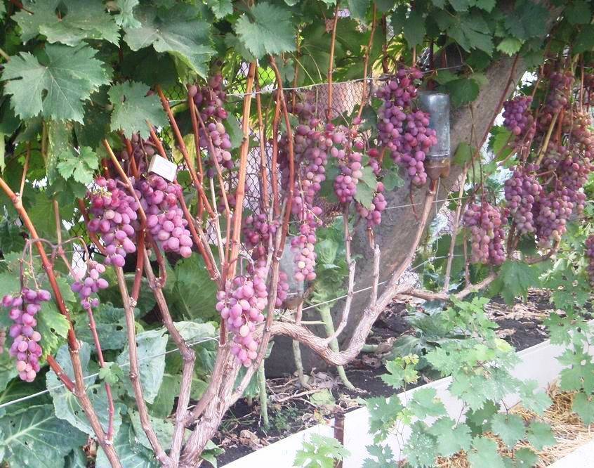 Виноград тимур: описание сорта, выращивание и уход
