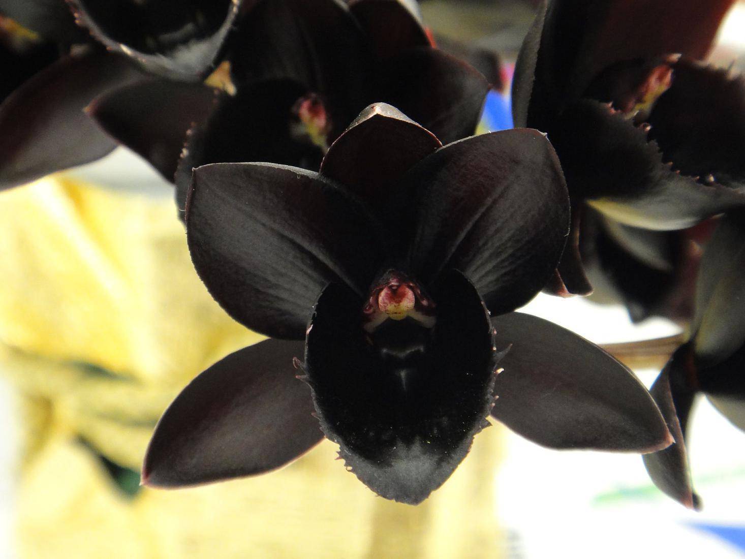 Северные орхидеи: описание и уход, фото растений на басегах
