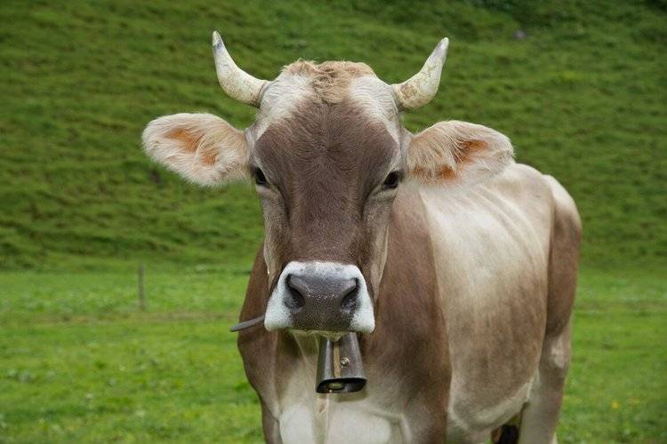 Период сухостоя у коров: кормление, длительность и этапы