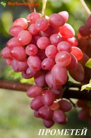 ᐉ богема — гибридная форма винограда - roza-zanoza.ru