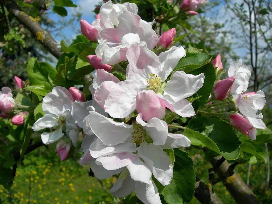 Почему яблоня не цветет: полный список причин и лучшие способы решения проблемы