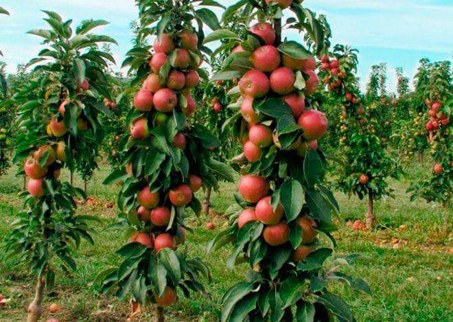 Секреты яблоневого сада в сибири. посадка - сад
