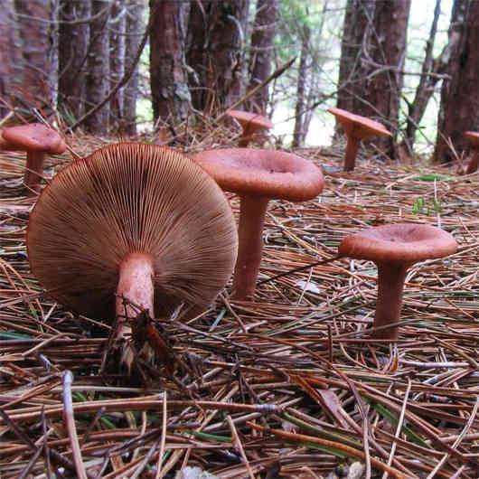 Шишкогриб хлопьеножковый (strobilomyces floccopus): фото, описание и как готовить гриб